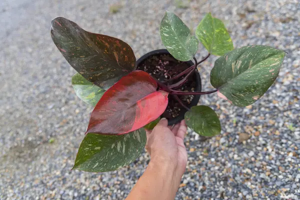 stock image Closeup to big size of philodendron Orange princess in the pot 