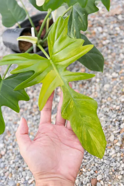 stock image Closeup to Fresh leaf of philodendron florida beauty x mayoi  