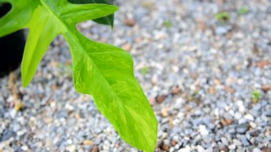 Philodendron Florida güzellik x mayoi 'nin taze yaprağına yakın.  