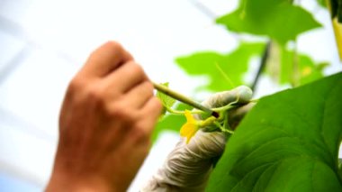 Döllenme ve döllenme için doğal hormonlar kullanın. Karpuz çiçeği.  