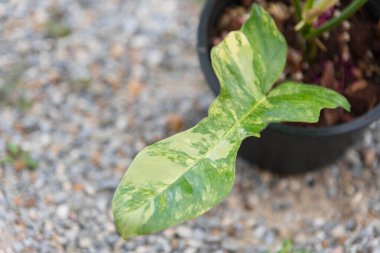 Philodendron Florida güzellik x mayoi 'nin taze yaprağına yakın. 