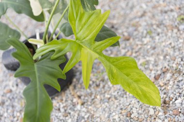 Closeup to Fresh leaf of philodendron florida beauty x mayoi clipart