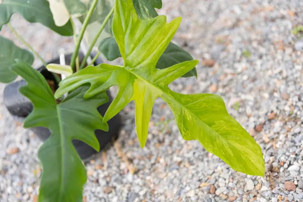 stock image Closeup to Fresh leaf of philodendron florida beauty x mayoi