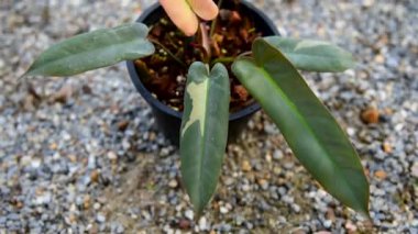 Philodendron 'a yakın olan Atabapoense saksıdaki nadir bitkileri çeşitlendirdi.   