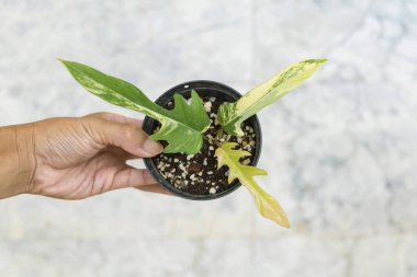 Philodendron 'un taze yaprağına yakın. Florida güzellik x tortum.   
