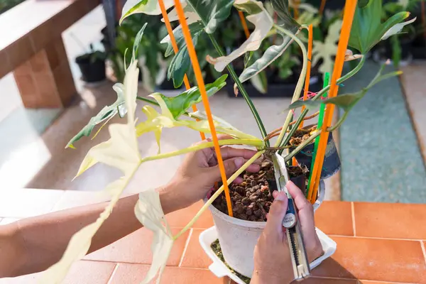 Bitki yetiştirmek için Philodendron altın ejderhasının tepesini kesmek.