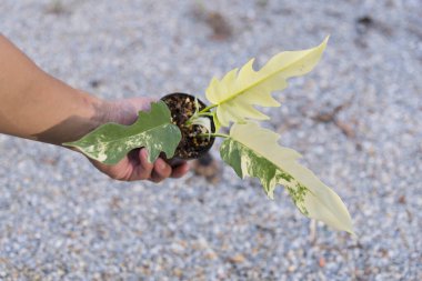 Philodendron 'un taze yaprağına yakın. Florida güzellik x tortum.  