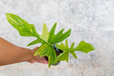 Philodendron Florida güzellik x mayoi 'nin taze yaprağına yakın. 