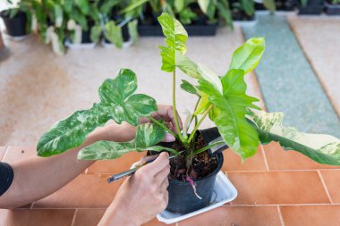 Bitki yetiştirmek için Philodendron Florida güzellik x mayoi 'nin tepesini kesiyorum.