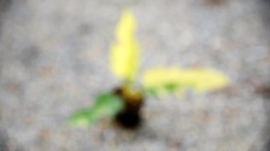 Philodendron 'un taze yaprağına yakın. Florida güzellik x tortum. 