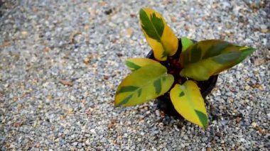 Philodendron 'a yakın siyah kardinal 2