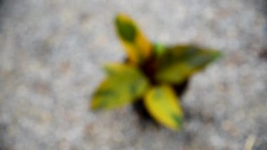 Philodendron 'a yakın siyah kardinal 2
