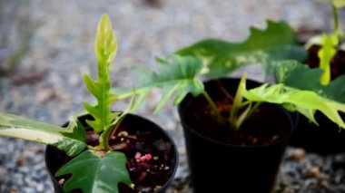 Philodendron 'un taze yaprağına yakın. Florida güzellik x tortum. 