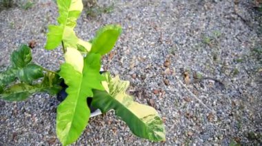 Philodendron Florida güzellik x mayoi 'nin taze yaprağına yakın. 