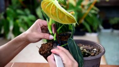 Kavanozdaki çeşitli Philodendron Melanochrysum 'a odaklan