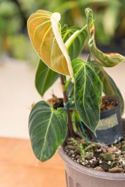 Philodendron Melanochrysum saksıda çeşitlendirilmiş.