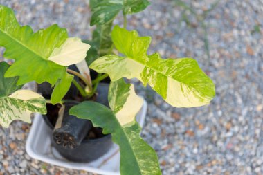 Closeup to Fresh leaf of philodendron florida beauty x mayoi   clipart