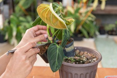 Philodendron Melanochrysum saksıda çeşitlendirilmiş.
