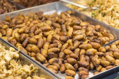 tepside Beetle Fried Worms bir sürü