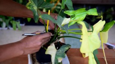 Güzel filodendron bipennifolium bitkiler için saksıda çeşitlendirilir.