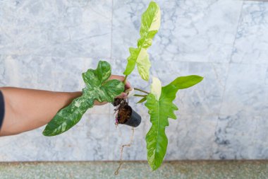 Philodendron Florida güzellik x mayoi 'nin taze yaprağına yakın.   