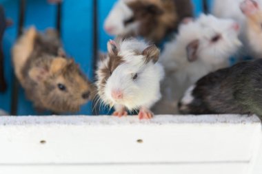  Kafesteki sevimli hamstera yakın çekim