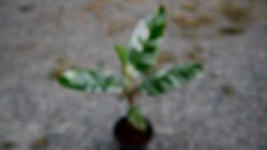 Yeni Musa Florida Albo Varyasyonlu 'ya yakın çekim 