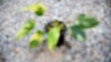 Filodendron zümrüt kraliçesine yakın çekim  