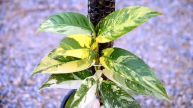 Rhaphidophora Lobthe 'nin taze yaprağına yakın çekim görüntüsü 