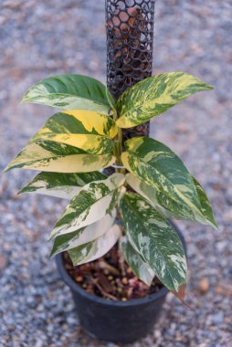 Rhaphidophora lobisinin taze yaprağına yakın.  