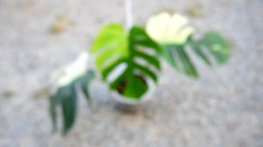 Monstera deliciosa x borsigiana naneli çömleğe yakın.   