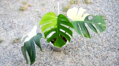 Monstera deliciosa x borsigiana naneli çömleğe yakın.  