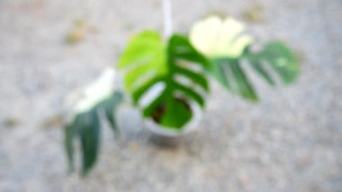 Monstera deliciosa x borsigiana naneli çömleğe yakın.  