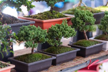 Bir sürü Bonsai ağacı dükkanın önünde sergileniyor.   