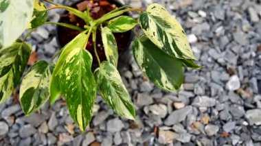 Filodendron zümrüt kraliçesine yakın çekim  