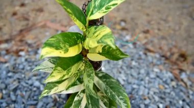 Rhaphidophora lobisinin taze yaprağına yakın. 