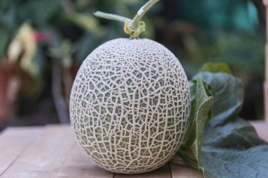 Tahta tabakta taze yeşil karpuza yakın.