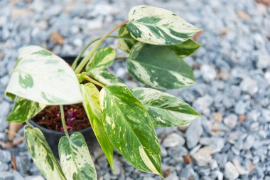 Filodendron zümrüt kraliçesine yakın çekim  