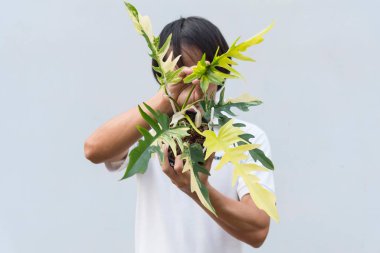 Philodendron 'un taze yaprağına yakın. Florida güzellik x tortum. 