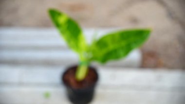 Filodendron Orlando in the pot 'a odaklan 