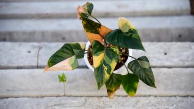 Kazanda Homalomena Pembe Elmas  