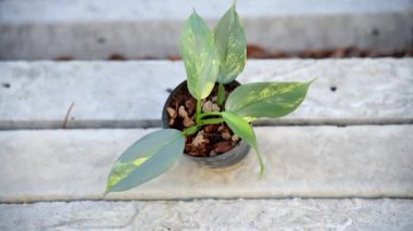 Küçük Philodendron Gümüş Kılıcına Yaklaş  