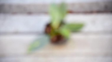 Küçük Philodendron Gümüş Kılıcına Yaklaş  