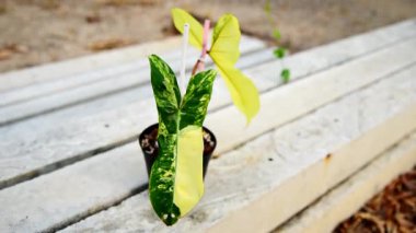 Yeni hibrit fabrikası Philodendron Jennifer var in the pot  
