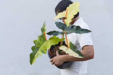 Philodendron williamsii 'nin yakın plan odağı x angela in the pot 