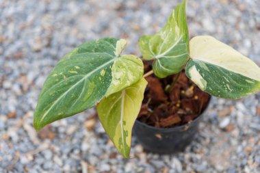 Philodendron Gloriosum Tencerede Üç Renk Değiştirildi 