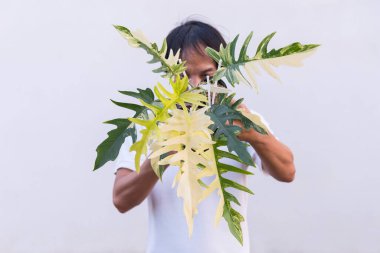 Philodendron 'un taze yaprağına yakın. Florida güzellik x tortum.