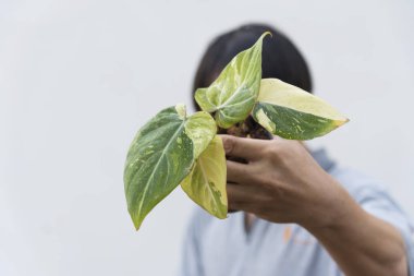 Philodendron Gloriosum Tencerede Üç Renk Değiştirildi   