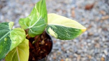 Philodendron Gloriosum Tencerede Üç Renk Değiştirildi