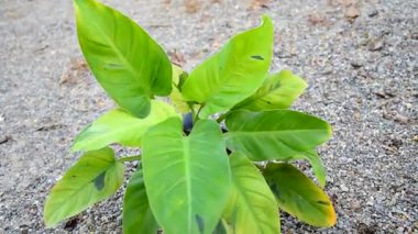 Philodendron Ruaysap Mermer Çeşitliliğine Yaklaş 